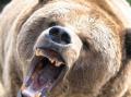 「人を襲ったクマはまた人を襲う」 女性死亡でキャンプ場閉鎖 青森