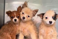 「子犬工場」から100匹以上を保護、劣悪な環境で暮らしていた【動画】のイメージ画像