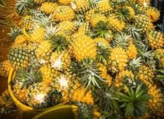 広東省徐聞県産パイナップルが収穫期に、中国全土の3分の1を生産