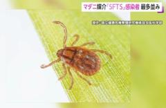 マダニ感染者数91人に…死者も 過去最多の2023年同時期を上回る 厚労省が動物に触れたあとは手を洗うよう呼びかけのイメージ画像