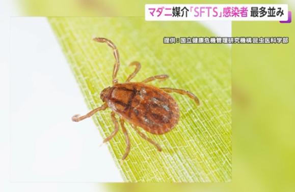 マダニ感染者数91人に…死者も 過去最多の2023年同時期を上回る 厚労省が動物に触れたあとは手を洗うよう呼びかけ