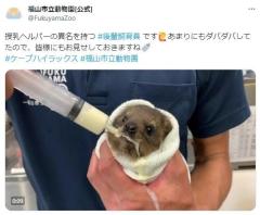 「あまりにもダバダバ」な授乳シーンに7万超いいねケープハイラックスの赤ちゃんがかわいい