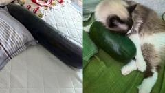 トウガンを抱いて寝るとひんやり快眠？―中国