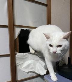 猫専用の入口を用意したのに 障子を突き破って入ってくる猫ちゃんのドヤ顔に笑ってしまう ニュース総合掲示板 ローカルクチコミ爆サイ Com関西版