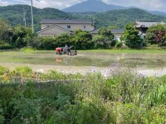 吉野川市の田園