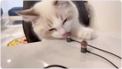 ショック？愛猫が自分のイヤホンをかいで「くさっ！」の反応