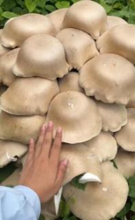 広西・賀州市で巨大キノコ発見、持ち上げるのに4人がかり―中国のイメージ画像