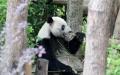 和歌山から戻ったパンダ「浜ファミリー」、四川での暮らしぶり―中国