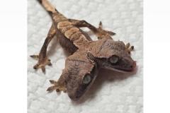 珍しい双頭のヤモリが、ペンシルベニア州で生まれるのイメージ画像