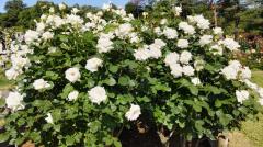 生田緑地ばら苑の白バラのイメージ画像