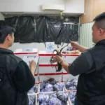 マカオ税関が中国ボーダー付近の工業ビルに開設された運び屋向け密輸品供給店摘発…活ロブスター約270キロ押収のイメージ画像