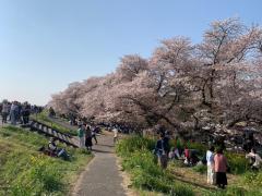 熊谷桜堤のイメージ画像
