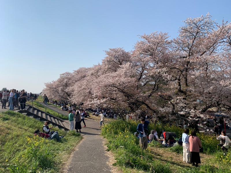 熊谷桜堤のイメージ画像