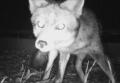 ネコと争う姿も 大阪では絶滅危惧種 ..