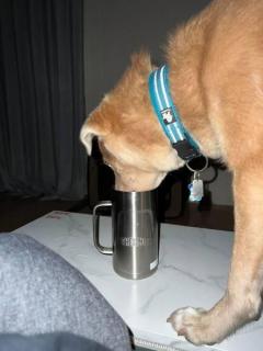 深夜目がさめると衝撃の光景……飼い主のコップから夢中で水を飲むワンコ