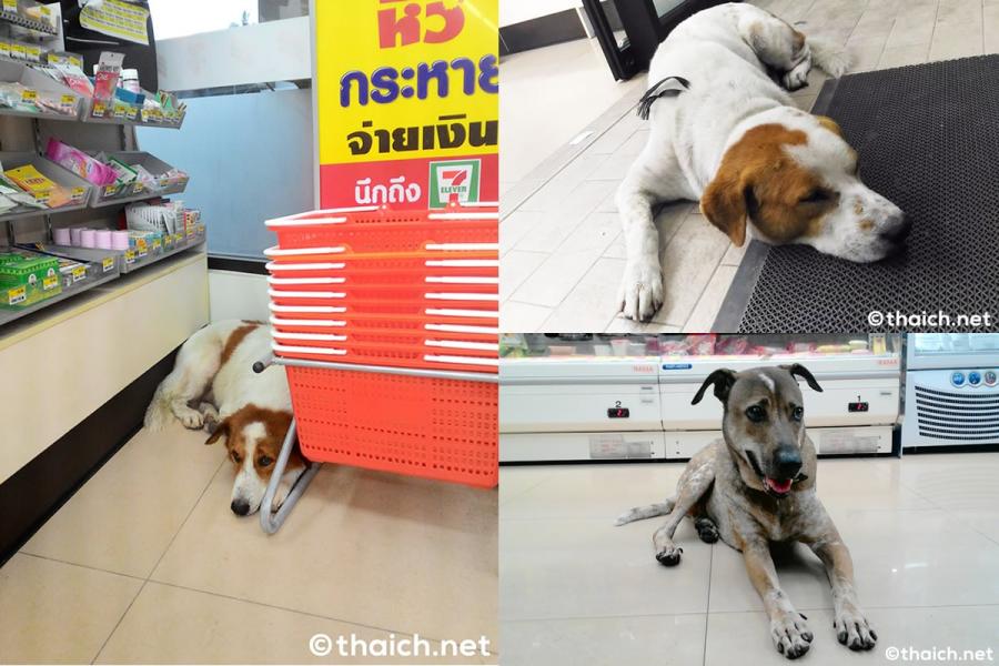 コンビニで涼む有名犬、何者かに毒殺される タイ