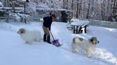 【雪かき警護犬？！】けなげにお父さんを守り抜くワンコたちのイメージ画像