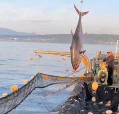 「魚の王様が1円にもならない」青森・八戸沖でマグロ大漁なのに漁師大損 漁獲規制で取れず、網は重みで壊れるのイメージ画像