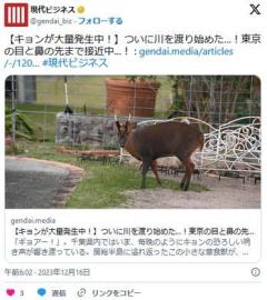 【獣害】キョンが大量発生中！ついに川を渡り始めた…！東京の目と鼻の先まで接近中…！さらに和歌山でも？