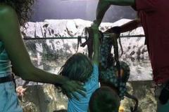 水族館で子供がタコに襲われ、腕に無数のあざが残る