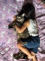 抱き枕と勘違いされた猫驚きの表情が..