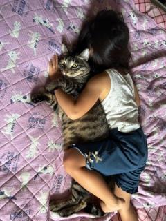 抱き枕と勘違いされた猫驚きの表情がかわいすぎる