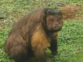 角刈りに四角顔はイケメンの証？安徽省の動物園のフサオマキザルが話題に―中国