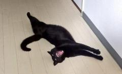 ガォー！黒猫のお出迎え写真が怖すぎる……のイメージ画像