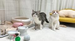 『もちまる日記』ボス猫に虐められ全身怪我だらけの野良猫を保護のイメージ画像
