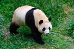 韓国から帰国した「福宝」の日常は？パンダ保護センター神樹坪基地―中国のイメージ画像