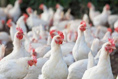 鳥インフル、比は終息　国際獣疫事務局が宣言　鶏肉の輸送制限を解除
