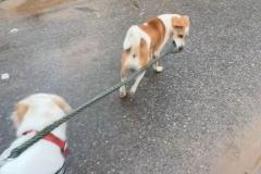 野良犬が飼い犬の散歩を手伝い？リードをくわえて引っ張っていく【動画】