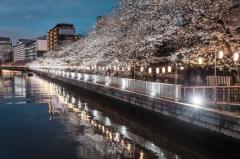 江戸の花見を川沿いでじっくりと昼夜で楽しい「第21回 お江戸深川さくらまつり」
