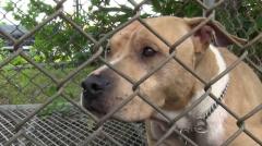 女性が悲鳴『キャー』「見たら、ピットブルが犬を噛んでいた」 保育園の横で闘犬「ピットブル」を飼育 相次ぐ被害に専門家は「規制が必要」のイメージ画像