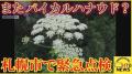 見つけても触らないで！ またバイカルハナウドとみられる植物が見つかる 札幌市が緊急点検