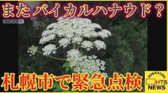 見つけても触らないで！ またバイカルハナウドとみられる植物が見つかる 札幌市が緊急点検のイメージ画像