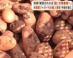 アメリカ産ジャガイモ輸入解禁、手続き最終段階へ 病害虫・価格影響の懸念広がる 鹿児島県知事が国への要請を表明のイメージ画像