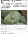 【野菜】「通常の３倍に…」キャベツ..