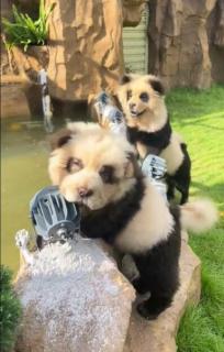 中国の動物園でニセパンダ騒動 チャウチャウを染め「ワン」と吠えるのイメージ画像