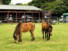 ユインチホテルの与那国馬のイメージ画像