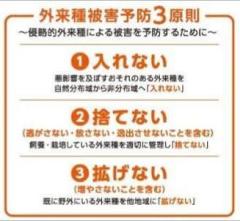 メスだけで繁殖する外来ザリガニ、松山で相次ぎ発見…環境省「第２のアメリカザリガニにならないよう注意」のイメージ画像