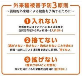 メスだけで繁殖する外来ザリガニ、松山で相次ぎ発見…環境省「第２のアメリカザリガニにならないよう注意」