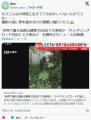 【バイカルハナウド】“世界で最も危険な植物”白石区でも発見かサイクリングロード付近に４０株ほど札幌市