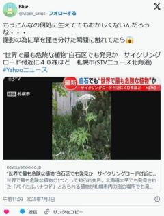 【バイカルハナウド】“世界で最も危険な植物”白石区でも発見かサイクリングロード付近に４０株ほど札幌市のイメージ画像
