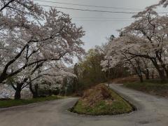 館山公園桜坂