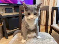 何の用だニャ ヤンキー風に飼い主を見つめる猫