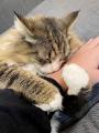 飼い主さんの腕にぎゅーっ！北欧猫の..