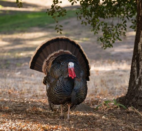 “クリスマス用の七面鳥”に史上初の鳥インフルエンザワクチン接種