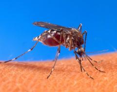 【注意喚起】チクングニア熱、タイ5県で感染確認