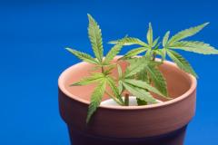 チェンマイで2歳児が大麻入りグミを摂取し病院搬送のイメージ画像